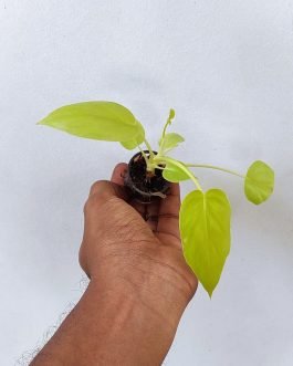 Philodendron Bipinnatifidum Selloum Gold (single plant pot)