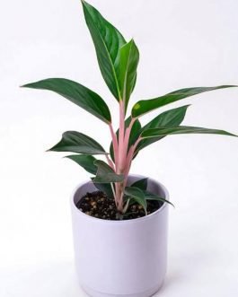 Aglaonema Sapphire Suzanne (single plant pot)