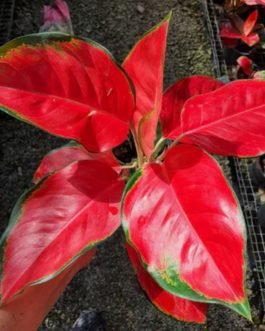 Aglaonema China Red (single plant pot)