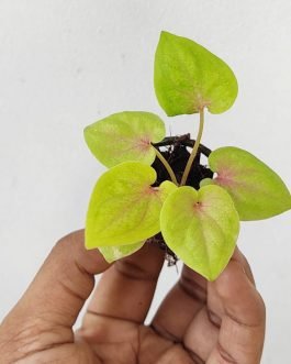 Caladium yellow blossom (single plant pot)