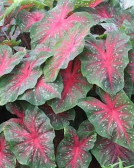Caladium Red Flash Shining beauty (single plant pot)