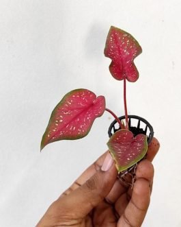 Caladium Heart Beauty (single plant pot)