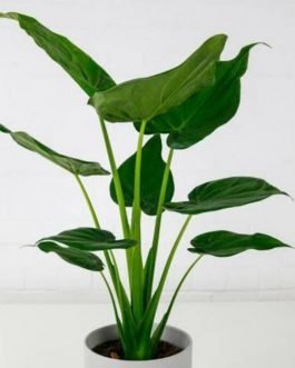 Alocasia Cucullata (single plant pot)