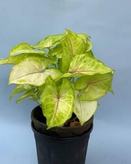 Syngonium Golden (single plant pot)