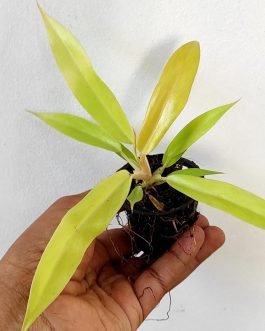 Philodendron Ring of Fire Gold (single plant pot)