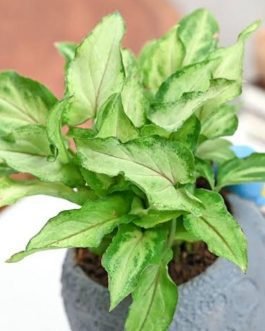 Syngonium Yami Red Vein (single plant pot)