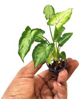 Syngonium Yami Red Vein (single plant pot)