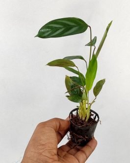 Ctenanthe setosa (small plant clump)