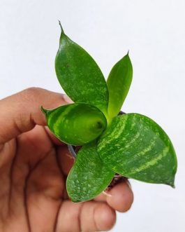 Sansevieria Masoniana (single plant pot)