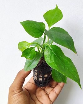 Anthurium Big Bill (Single plant pot)