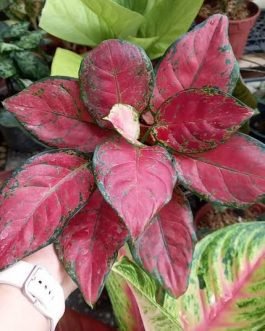 Aglaonema Red Marun (single plant)