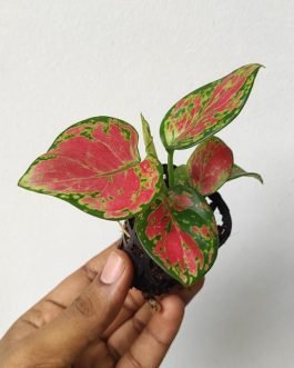 Aglaonema Red Marun (single plant)