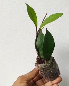 Hoya RHP (single plant)