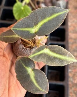 Begonia listada (single plant in jiffy)