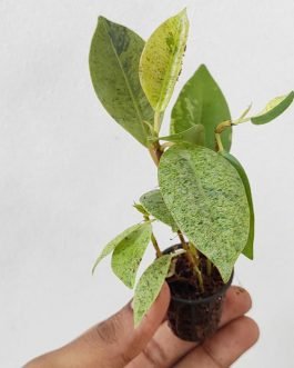 Ficus Elastica Rubber Shivereana (Single plant pot)