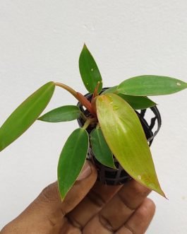 Philodendron prince of orange (small plant)