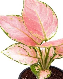 Agalonema red gold (single plant pot)