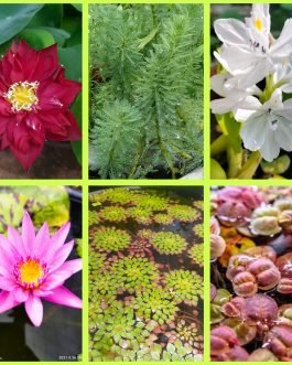 Lotus lily pond combo 2 ( 6 plants)