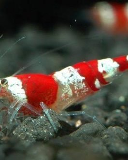 Crystal Red Shrimp ( 4 pcs)