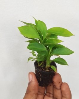 Dieffenbachia Lemon (small plant pot)