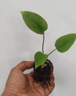Homalomena Rubescens Mint (small single plant pot)