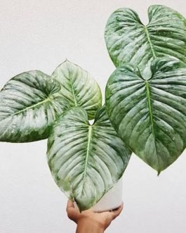 Philodendron Mamei Silver Cloud (small single plant pot)