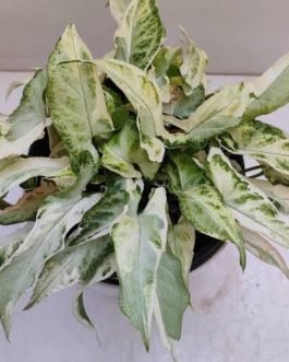 Syngonium starlite (small plant pot)