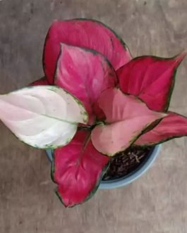 Aglaonema Pink Katrina (small single plant pot)