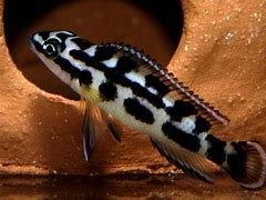 Julidochromis transcriptus ( 4pcs)