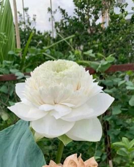Ultimate thousand petal white Lotus