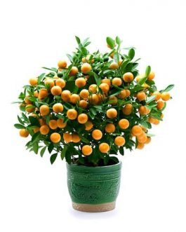 Miniature bush orange (single plant)
