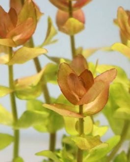 Bacopa yellow flame (large pot)