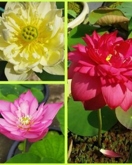 3 color lotus tuber combo ( yellow, pink, red)