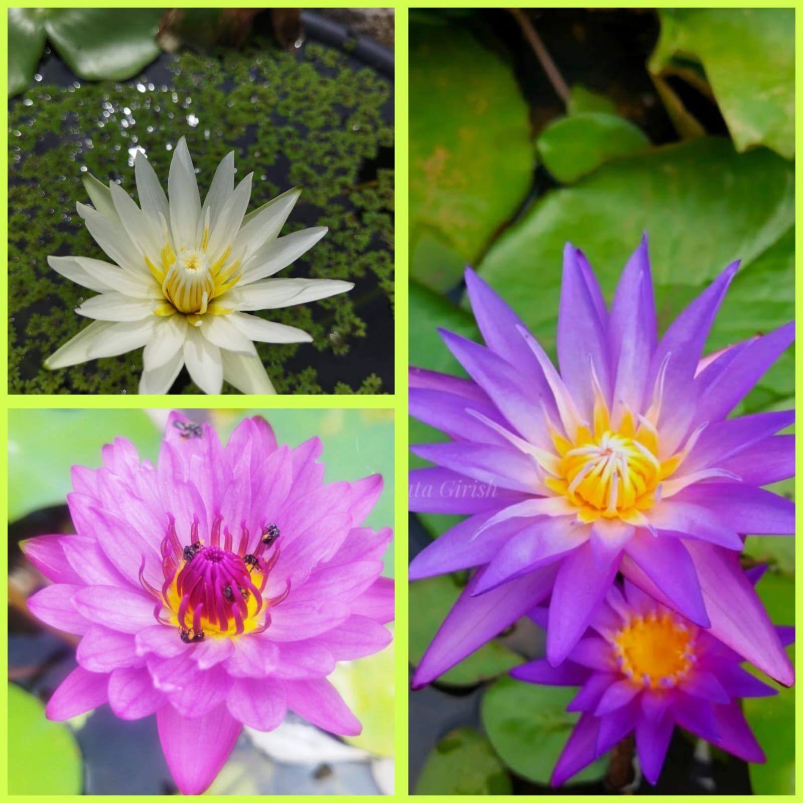 3 color waterlily flower plants combo ( white, pink, blue) - Buy ...