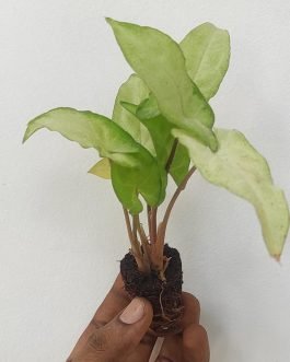 Syngonium ngern lai ma (small plant pot)
