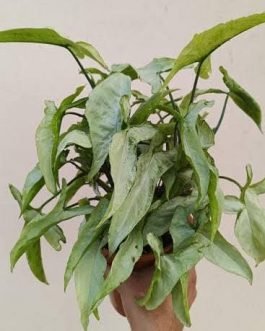 Syngonium ngern lai ma (small plant pot)