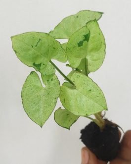 Syngonium green splash (small plant pot)