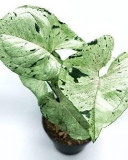 Syngonium green splash (small plant pot)