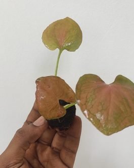 Syngonium Orm Nak Red (small plant pot)