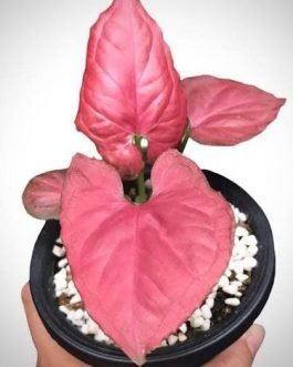 Syngonium Orm Nak Red (small plant pot)
