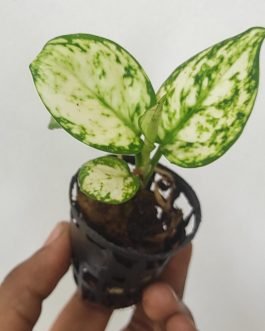 Aglaonema Super White (small plant pot)