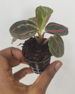 Calathea Dottie (small plant pot)