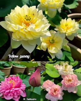 Yellow peony, Subhadra, Amery camelia lotus tuber( 3) combo