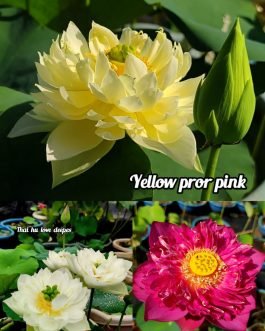 Yellow pror pink, Thai hu love deeps, Chandrabhaga lotus tuber (3)combo