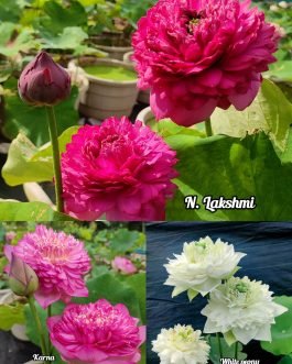 Tropical lotus tuber combo (3 varieties)