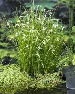 Star grass (plant clump)