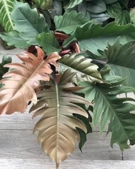 philodendron black pluto (small sized plant)