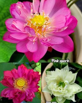 Pink Spark, N. Sukanya, White Peony lotus tuber combo(3 lotus)