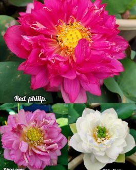 Red Philip, Princes Peony, White Maldives lotus tuber combo(3 lotus)