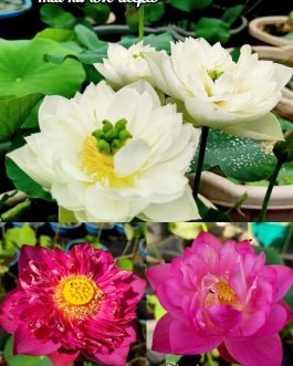 Thai hu love deeps, Chandrabhaga, Pink Masky lotus tuber combo(3 lotus)